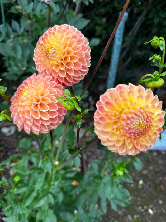 LATE Dahlia Tuber