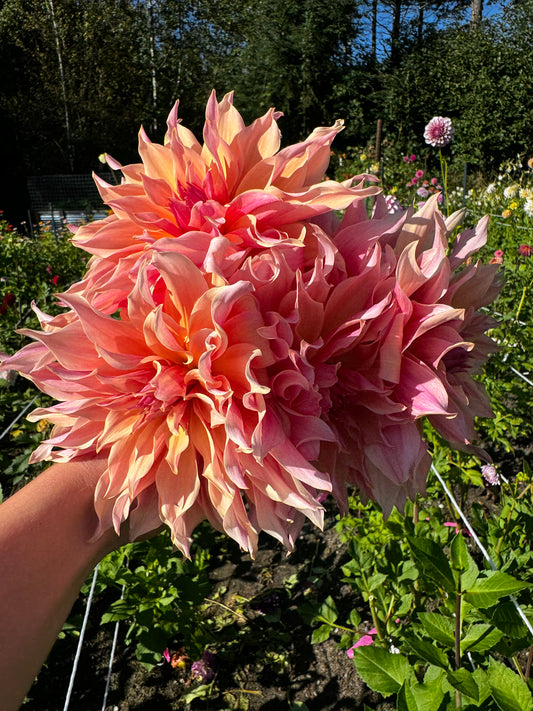 Labryinth Dahlia Tuber