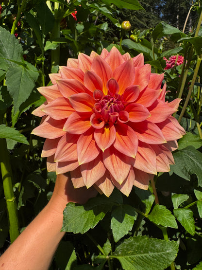 RM Coral Treasure Dahlia Tuber Limit 1