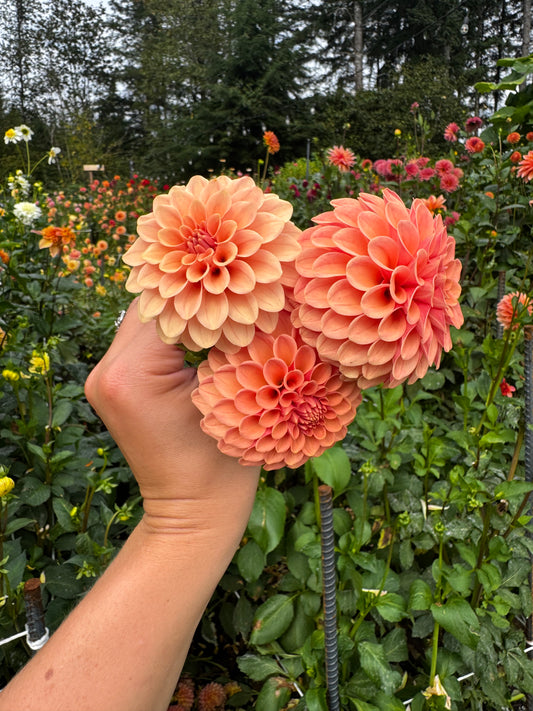 Rose Toscano Dahlia Tuber