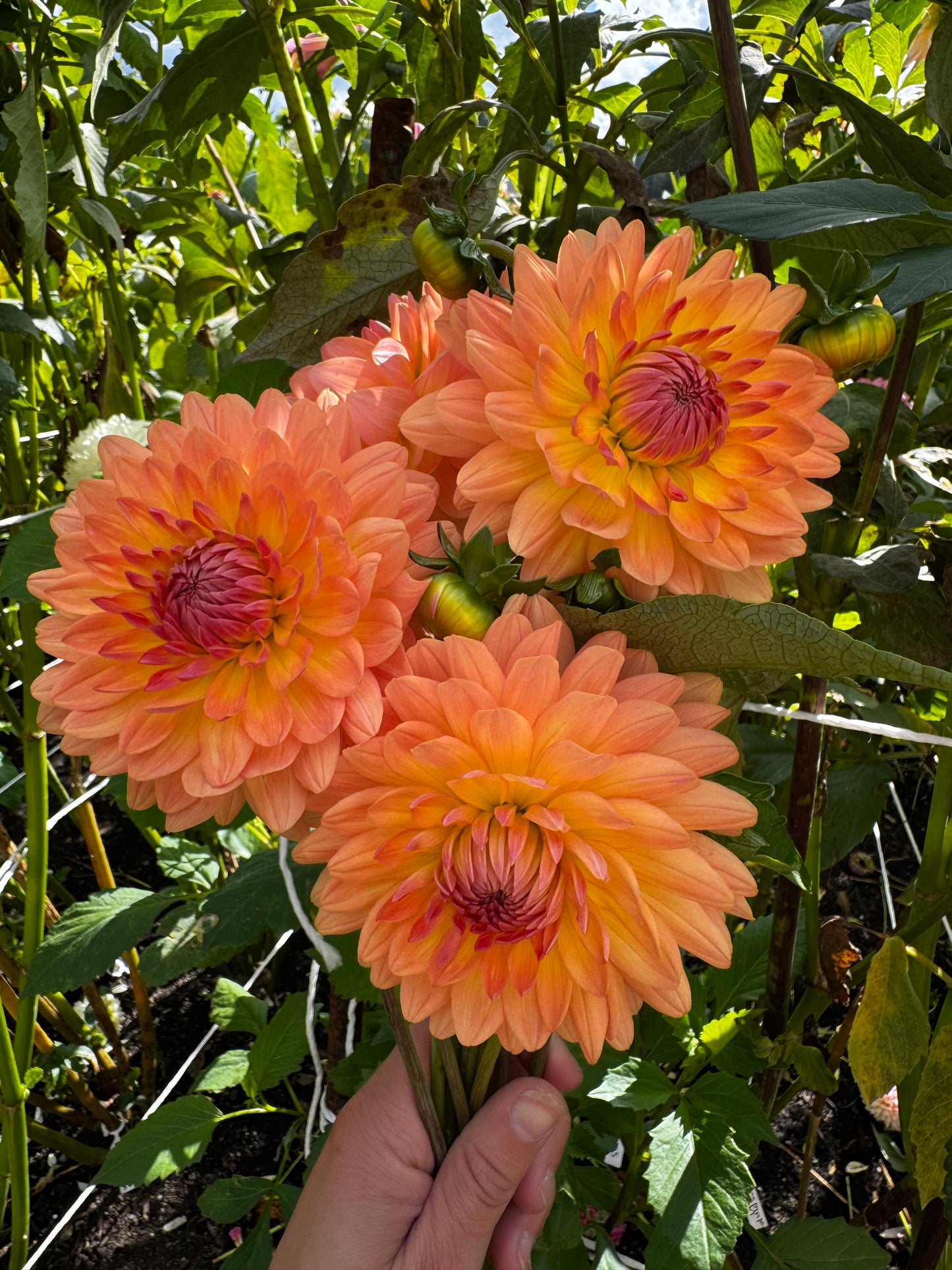 Gabrielle Marie Dahlia Tuber