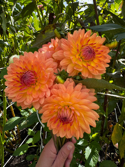 Gabrielle Marie Dahlia Tuber