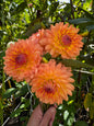 Gabrielle Marie Dahlia Tuber