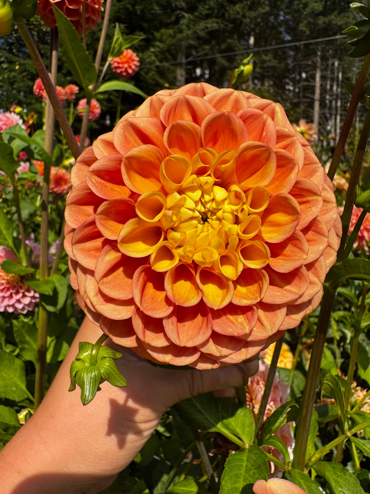 Oh Honey Dahlia Tuber
