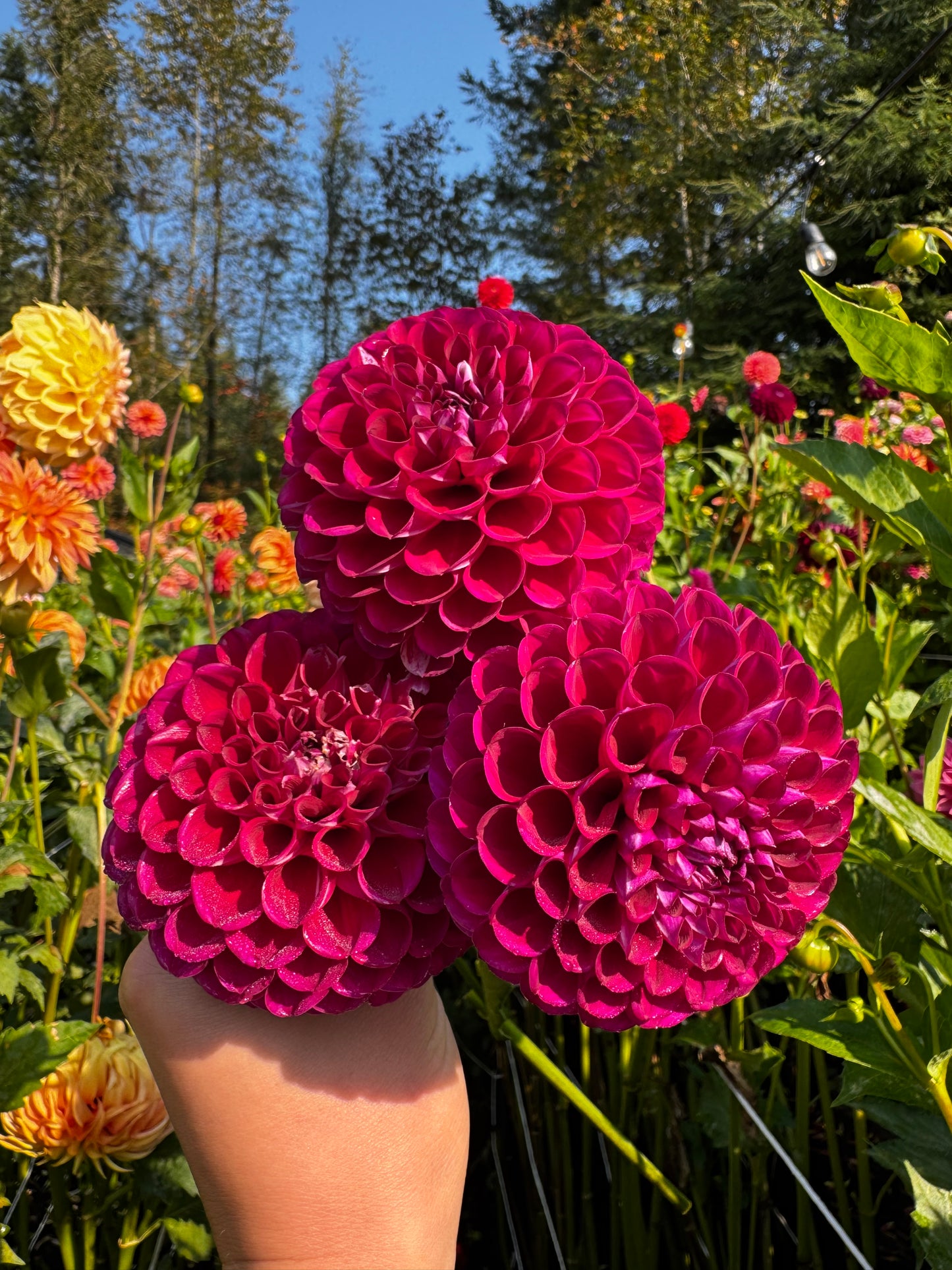 Ivanetti Dahlia Tuber