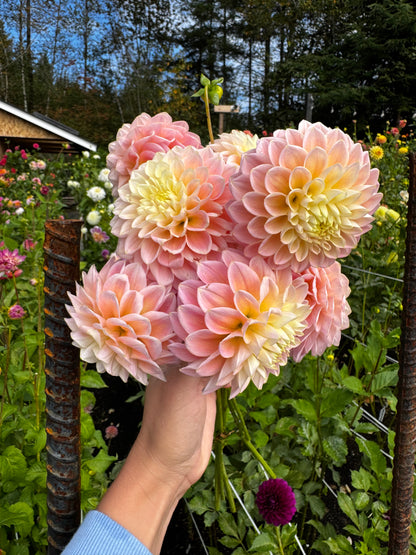 Sugartown Sunrise Dahlia Tuber
