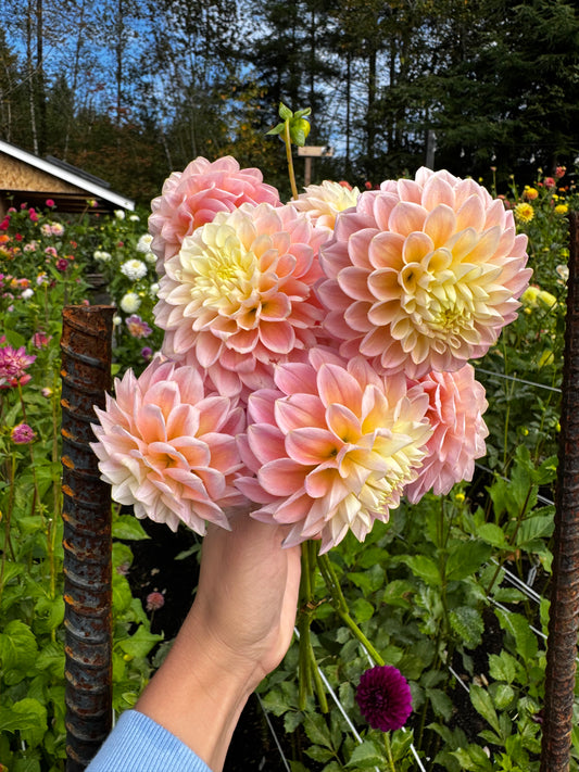 Sugartown Sunrise Dahlia Tuber