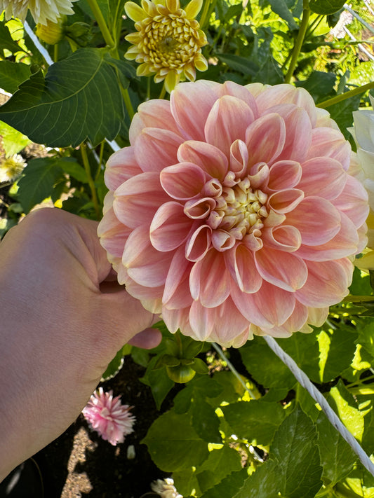 French Doll Dahlia Tuber