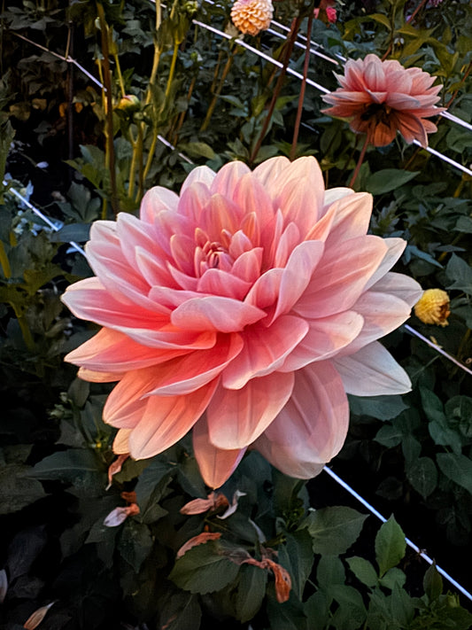 My Forever Dahlia Tuber