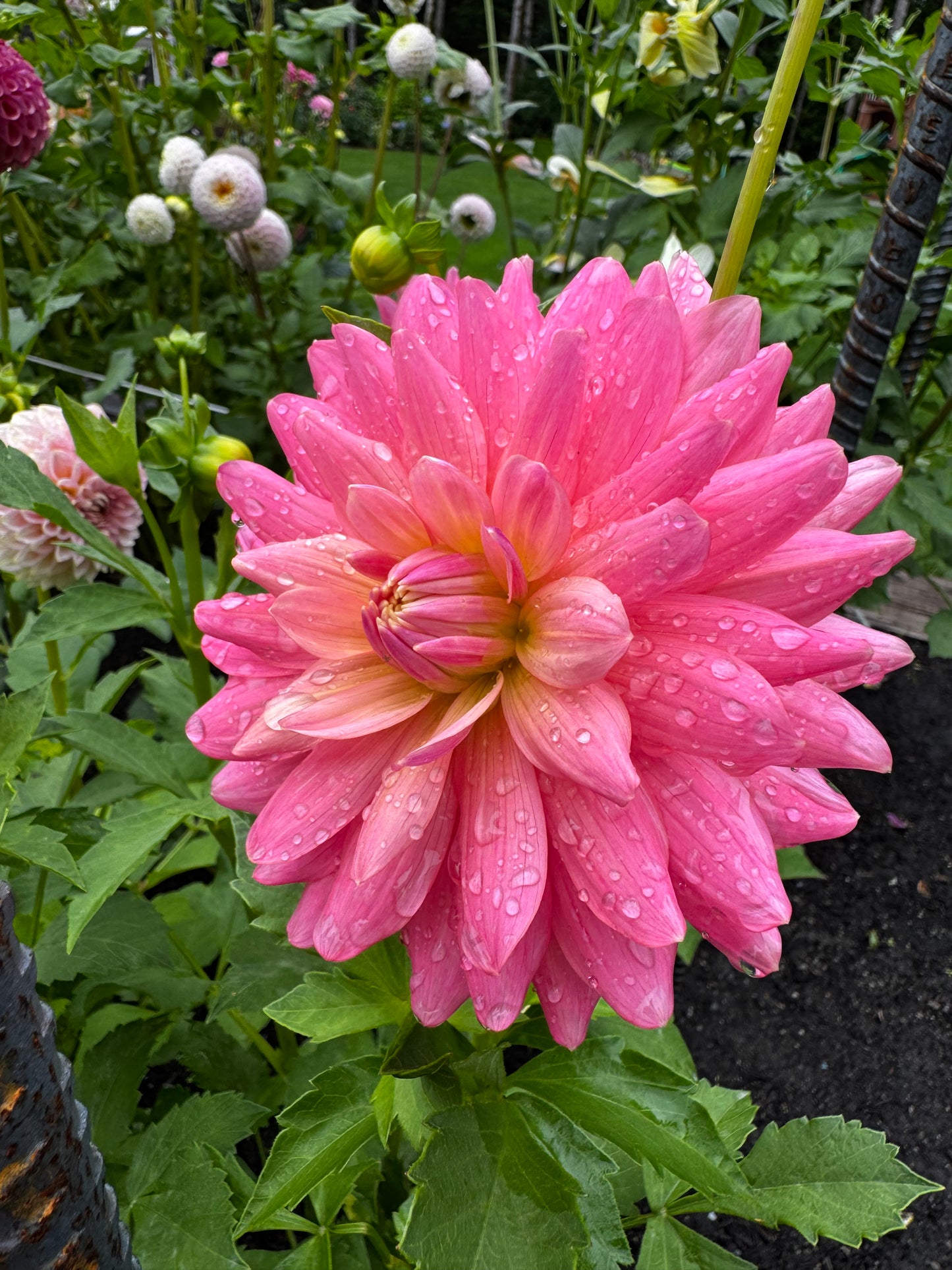 Flamingo Dahlia Tuber