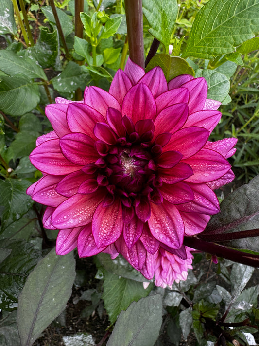 Molly Raven Dahlia Tuber Limit 1