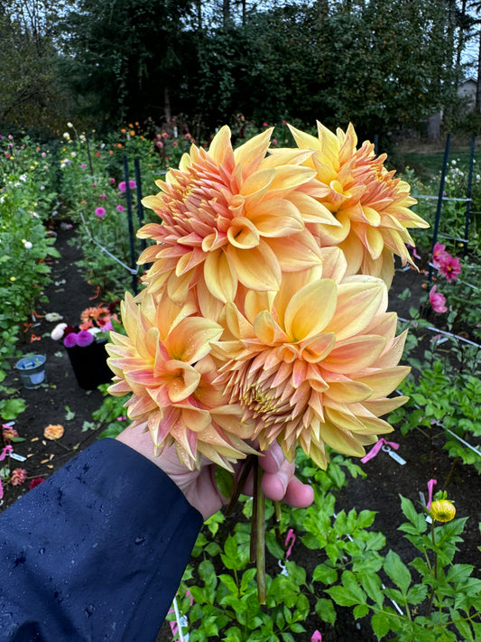 Miss Amara Dahlia Tuber