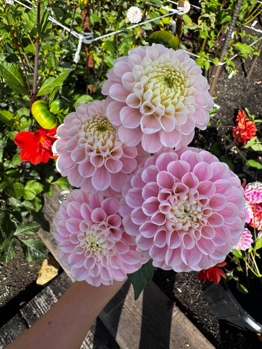 Wizard of Oz Dahlia Tuber