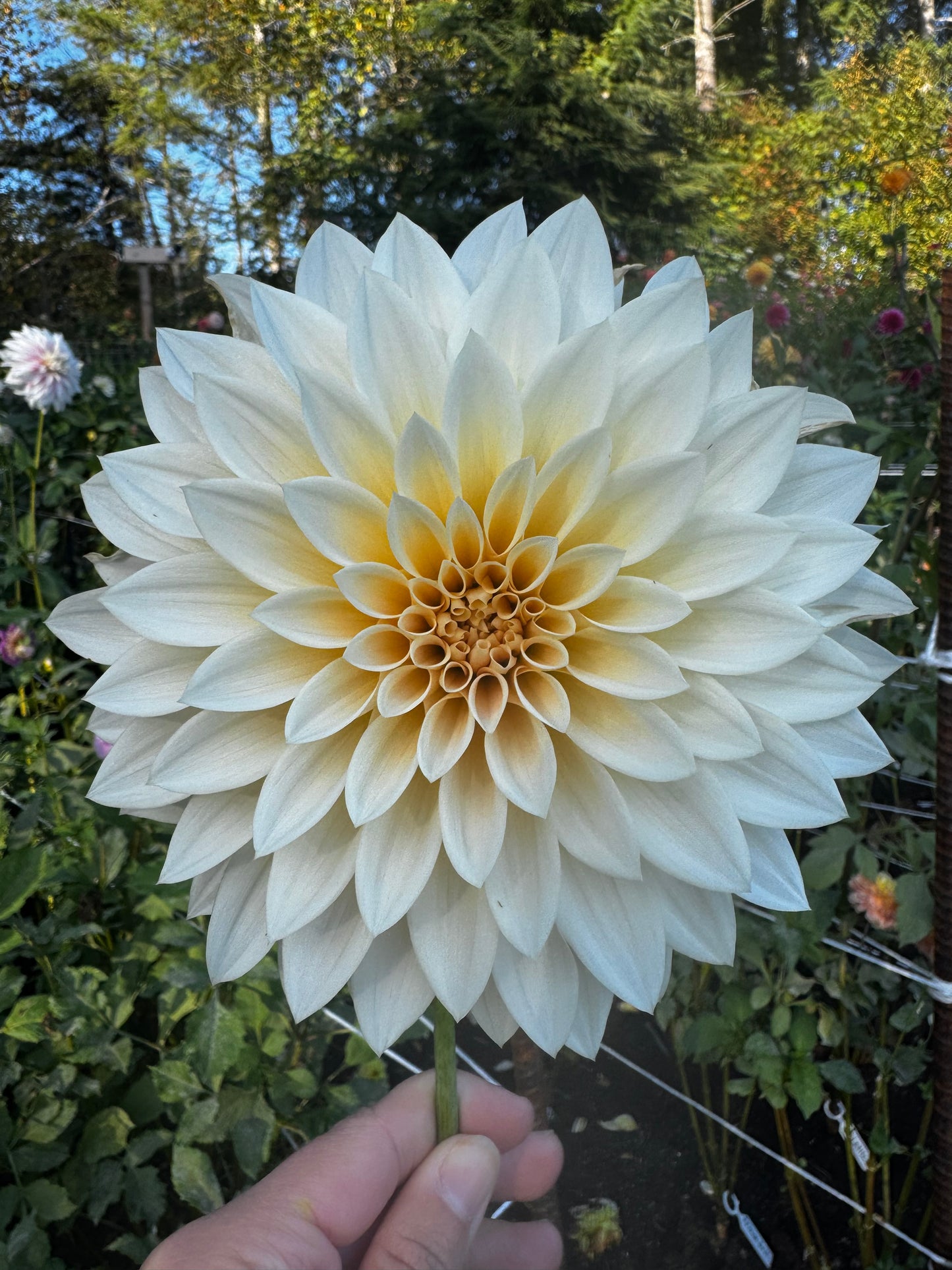 Cafe Au Lait Mini/ Jolene Dahlia Tuber