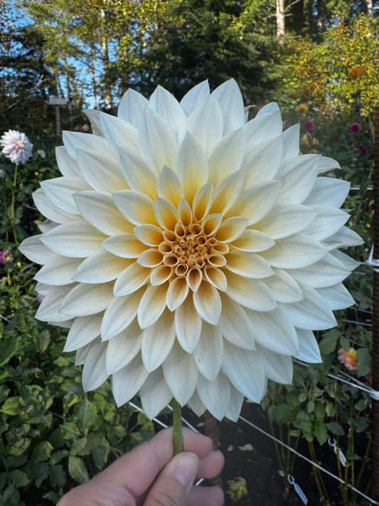Cafe Au Lait Mini/ Jolene Dahlia Tuber