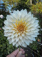 Cafe Au Lait Mini/ Jolene Dahlia Tuber
