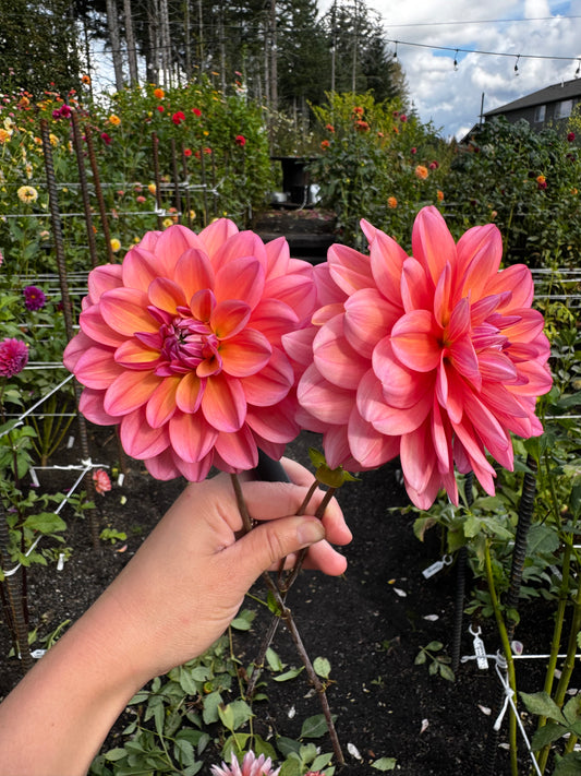 Great Silence Dahlia Tuber