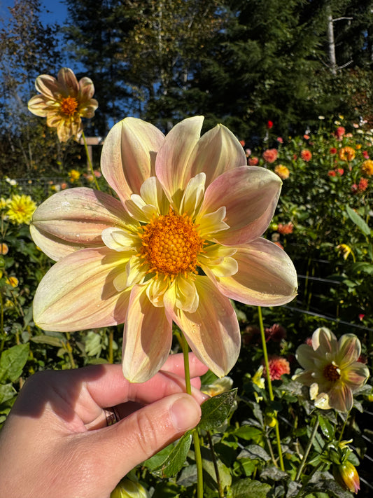 April Heather Dahlia Tuber