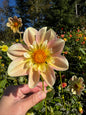 April Heather Dahlia Tuber