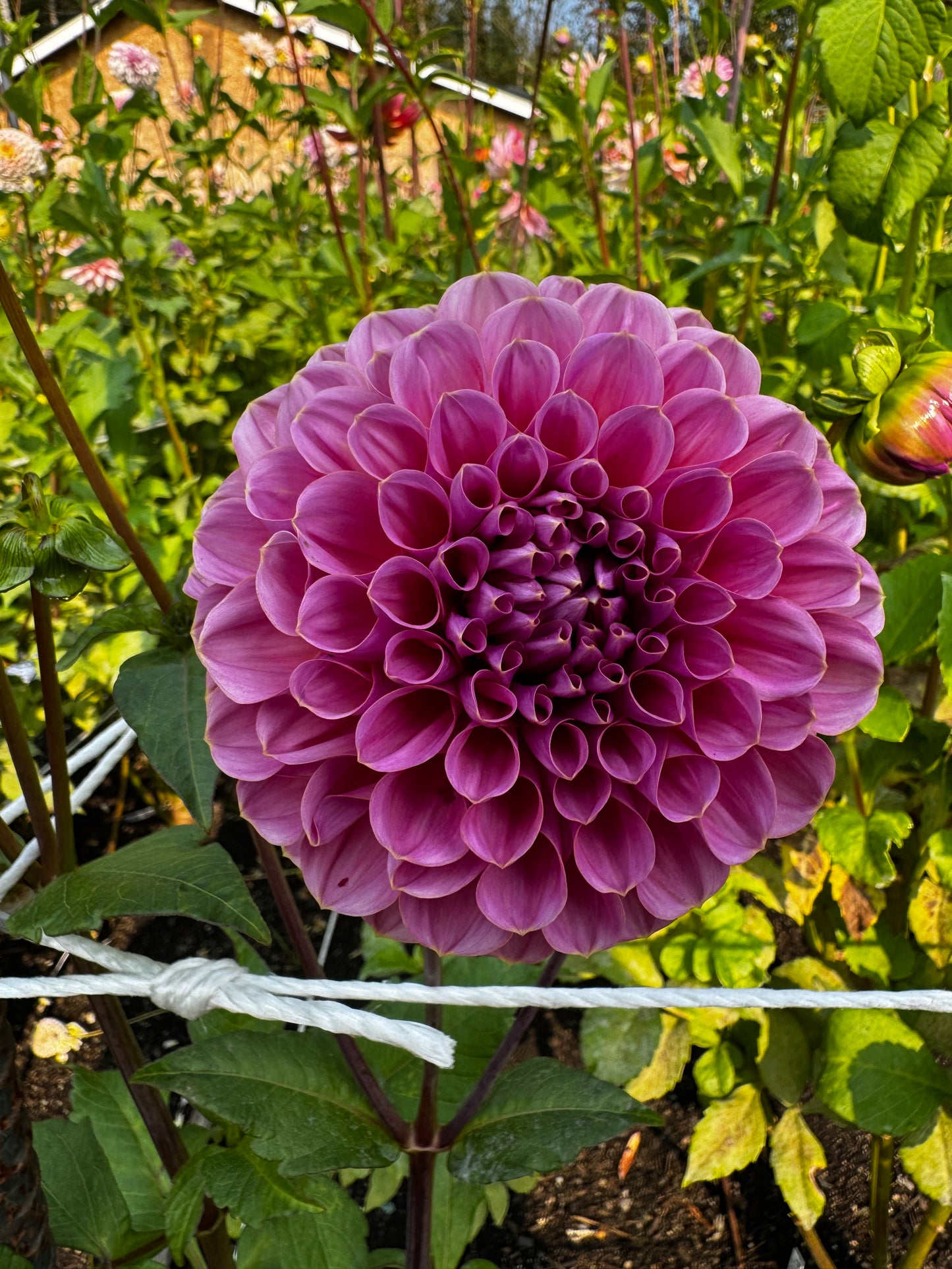 GC Pink Lemonade Dahlia Tuber Limit 1