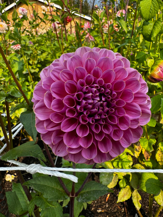 GC Pink Lemonade Dahlia Tuber Limit 1