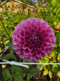 GC Pink Lemonade Dahlia Tuber Limit 1