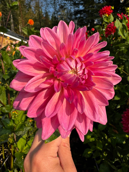 Scaur Swinton Dahlia Tuber