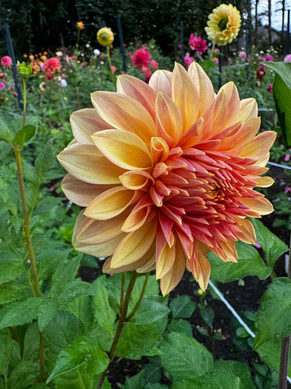 Miss Amara Dahlia Tuber