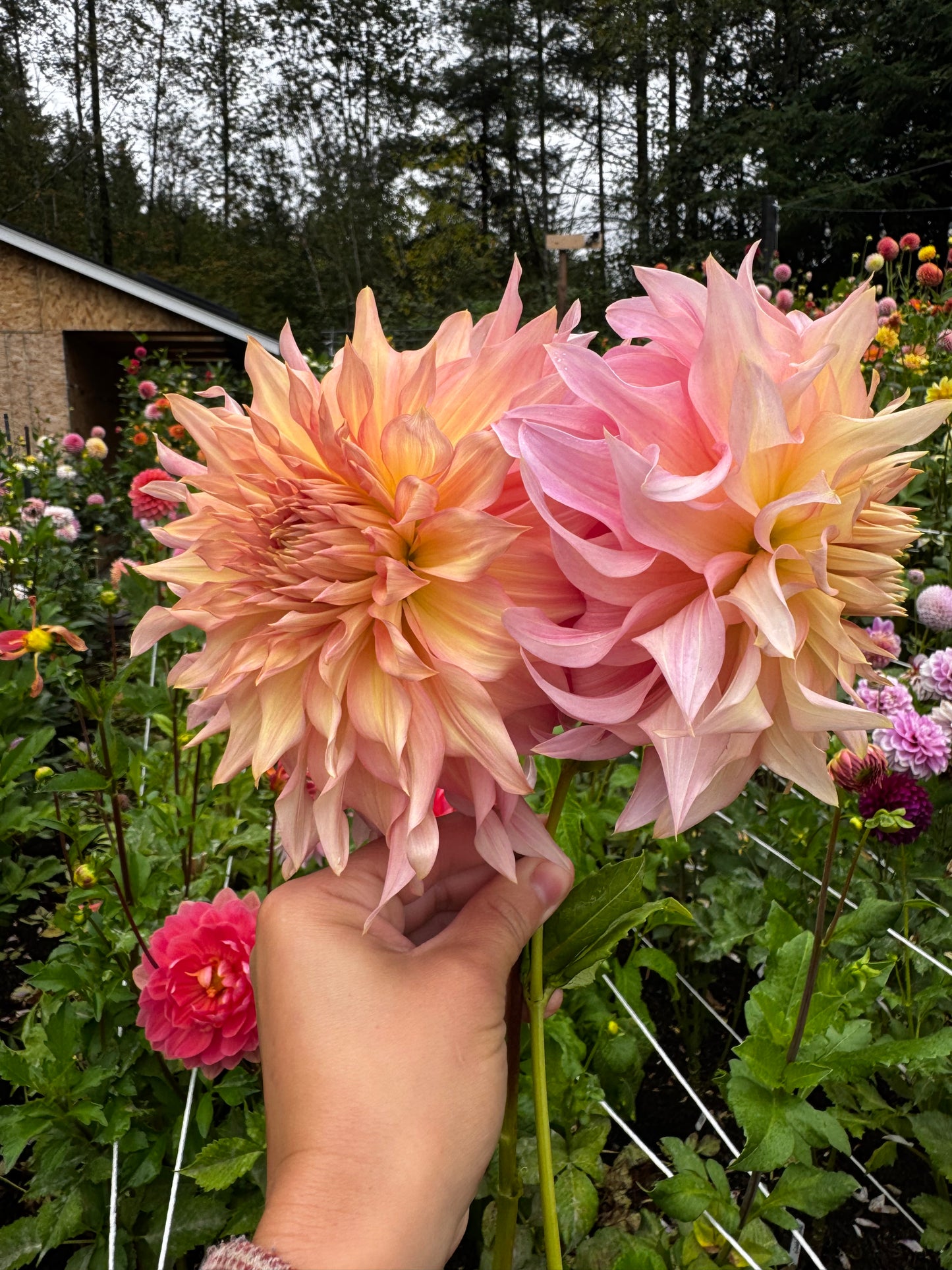 Penhill Watermelon Dahlia Tuber