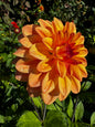 Bloomquist Globe Dahlia Tuber