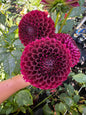 Jowey Mirella Dahlia Tuber