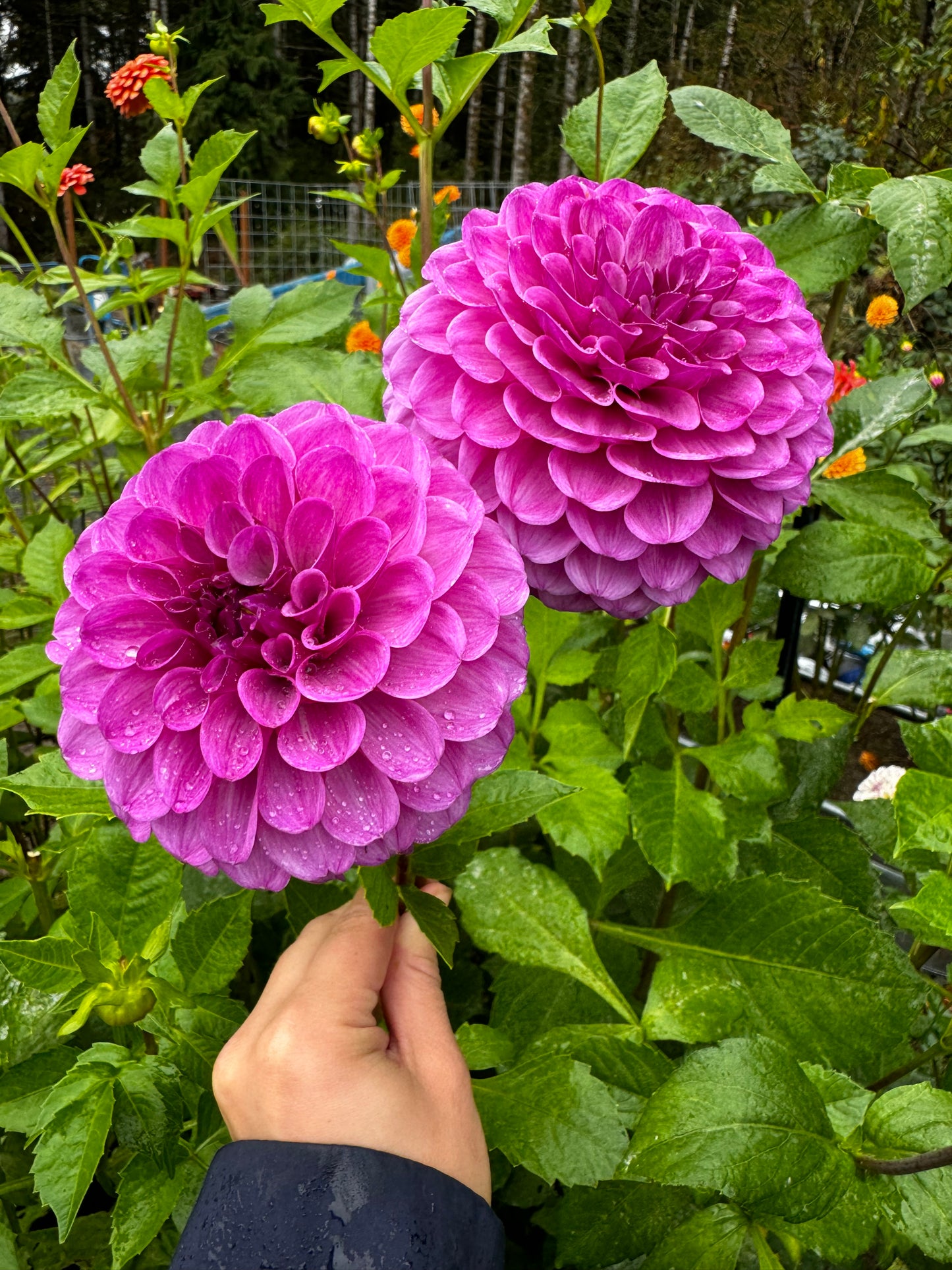 Robann Royal Dahlia Tuber