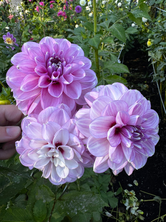 Blackberry Ice Dahlia Tuber
