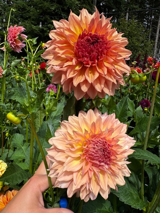 Lee’s Fluffy Buffy Dahlia Tuber Limit 1