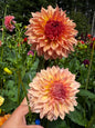 Lee’s Fluffy Buffy Dahlia Tuber Limit 1
