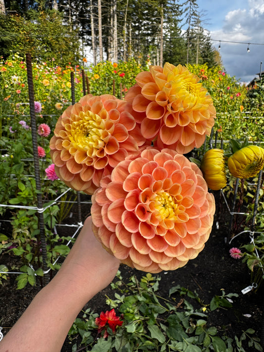 Oh Honey Dahlia Tuber
