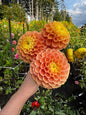 Oh Honey Dahlia Tuber
