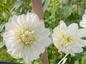 Bride to Be Dahlia Tuber