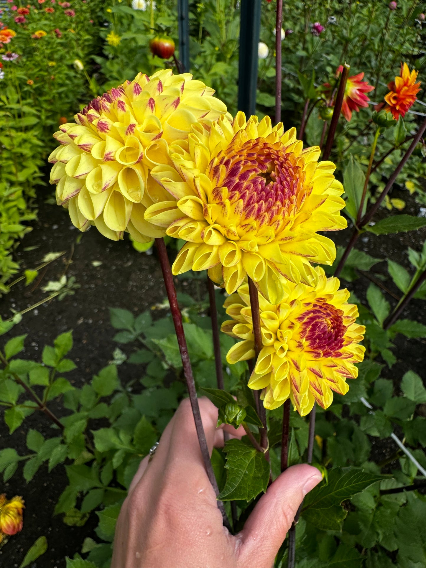 Ferncliff Spice Dahlia Tuber