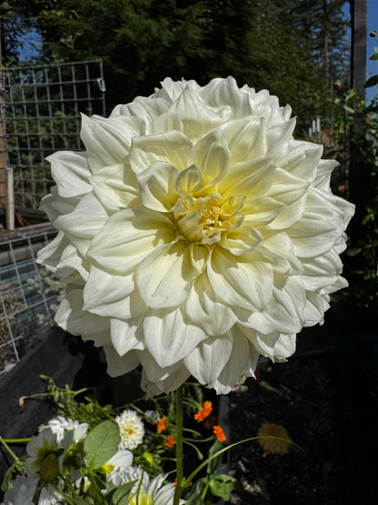 Alabaster Dahlia Tuber