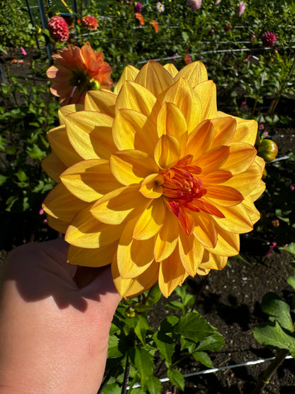 Bloomquist Globe Dahlia Tuber