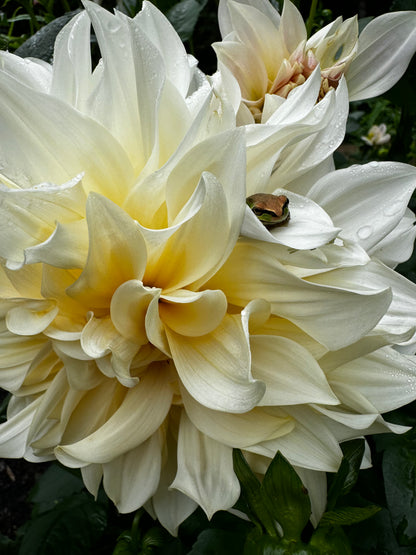 Cafe Au Lait Dahlia Tuber
