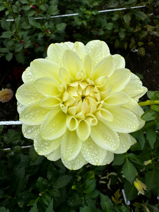 Solo Dahlia Tuber