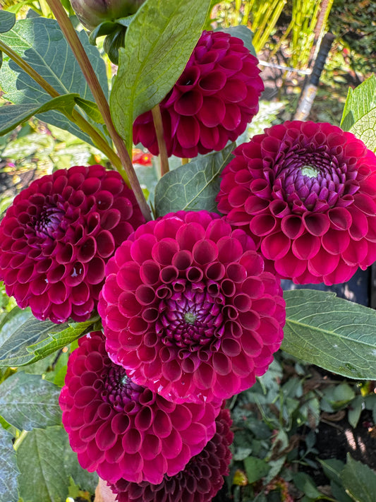 Barberry Gem Dahlia Tuber