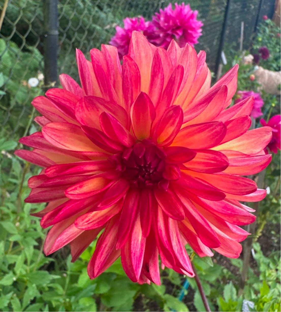 Bloomquist Footloose Dahlia Tuber