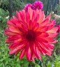 Bloomquist Footloose Dahlia Tuber