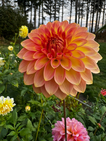 Oreti Adele Dahlia Tuber