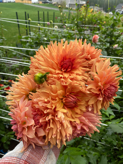 Terracotta Dahlia Tuber