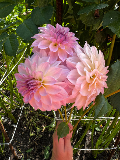 RM Rainier Dahlia Tuber Limit 1