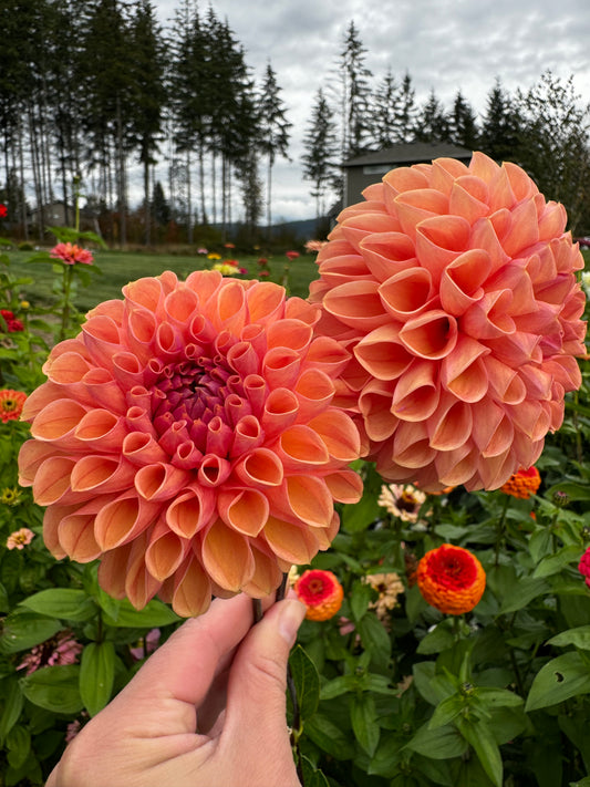 Snoho Jojo Dahlia Tuber